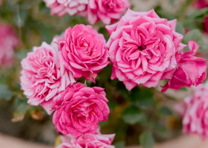 Vakantieboerderij Borgo Sant'ambrogio -